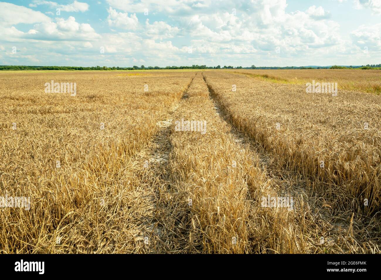 Technological path through the grain, Czulczyce, Poland Stock Photo