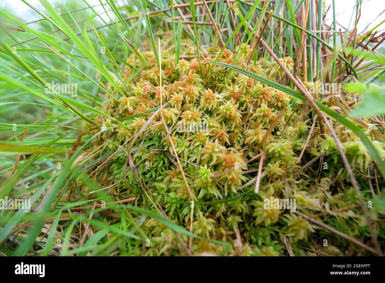 Fresh Sphagnum Moss (Sphagnum palustre) for Sale