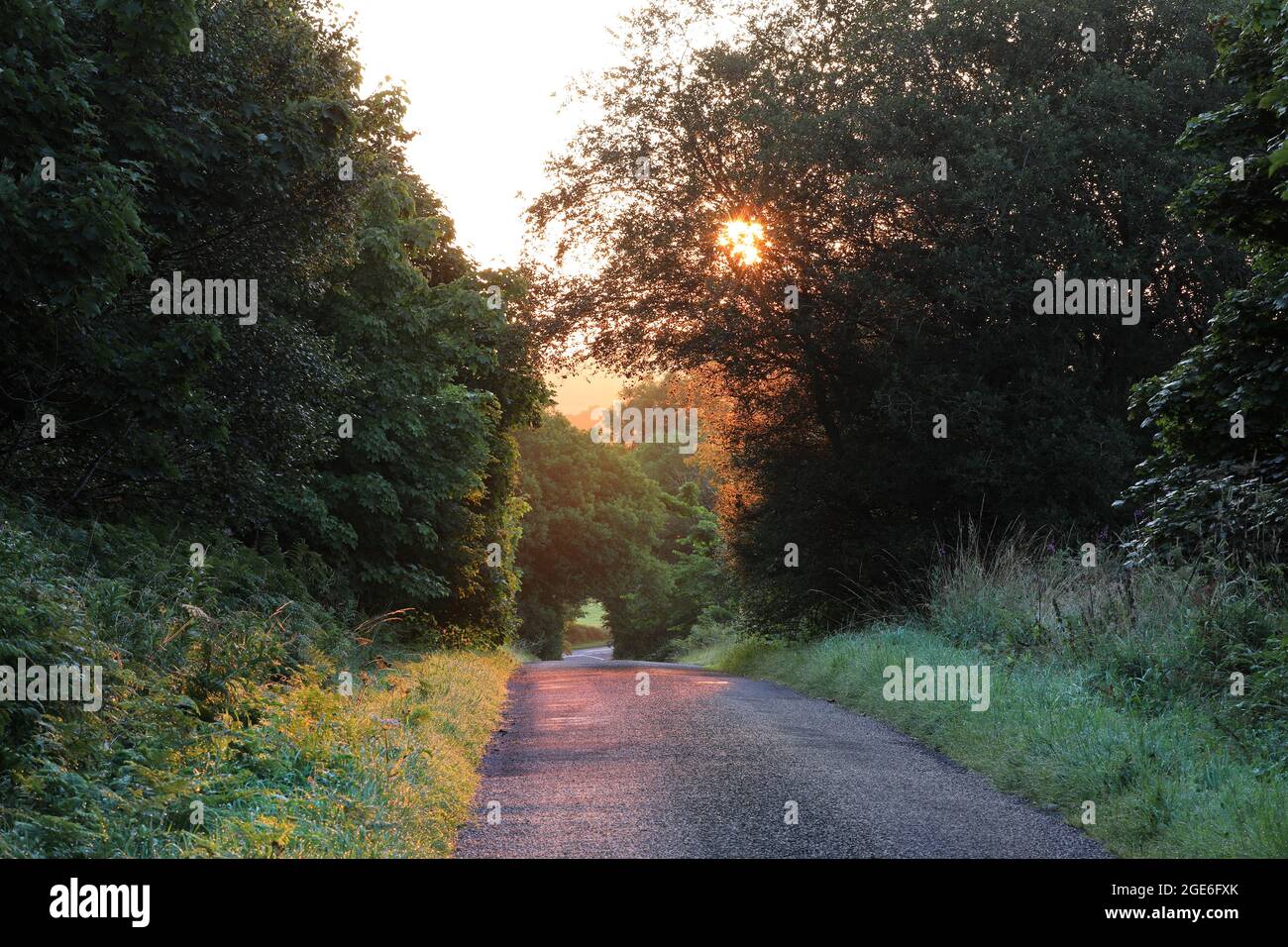 A Quiet Tree Lined Country Road at Sunrise, Teesdale, County Durham, UK Stock Photo