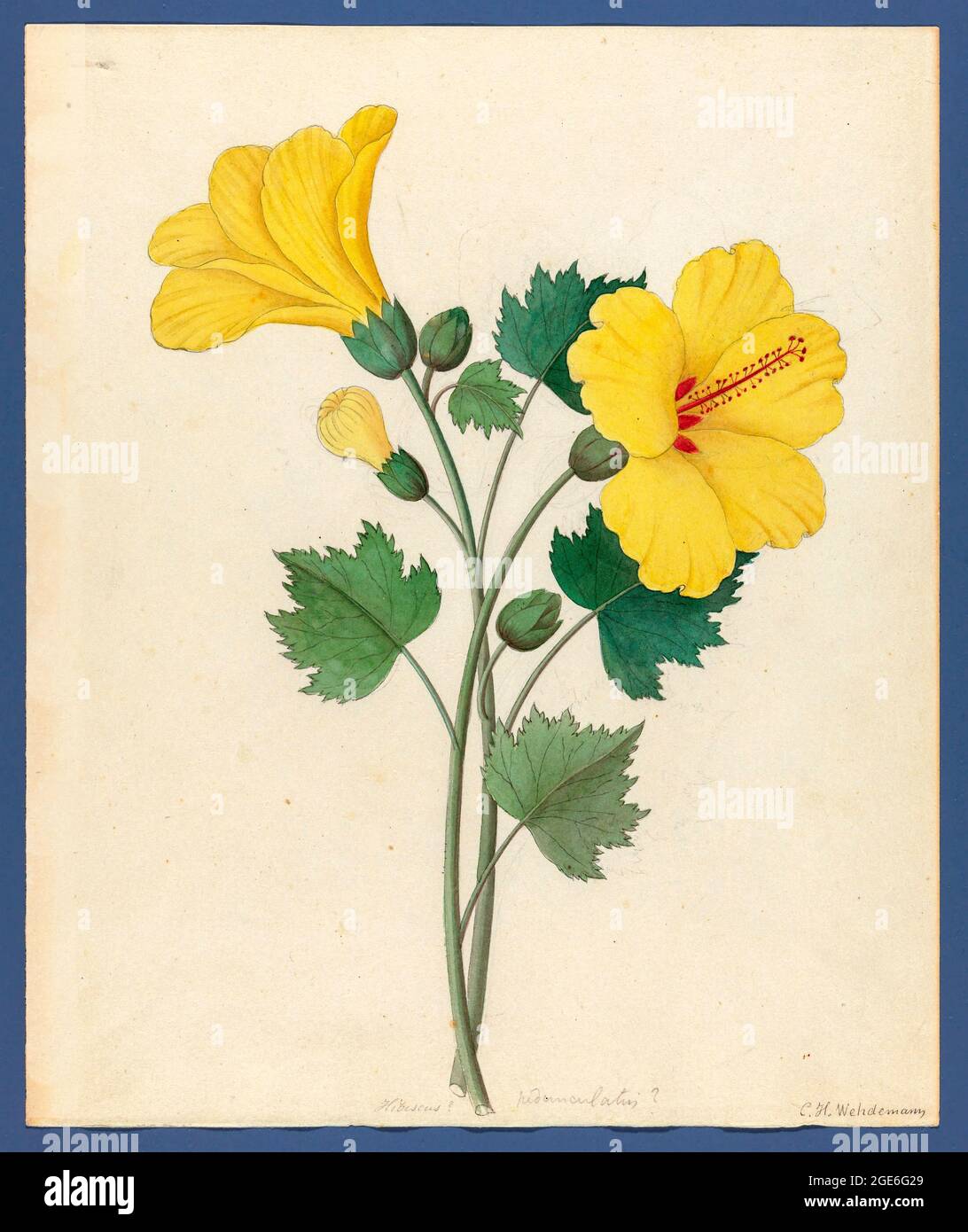Hibiscus [Hibiscus calyphyllus] (1817) from a collection of ' Drawings of plants collected at Cape Town ' by Clemenz Heinrich, Wehdemann, 1762-1835 Collected and drawn in the Cape Colony, South Africa Stock Photo