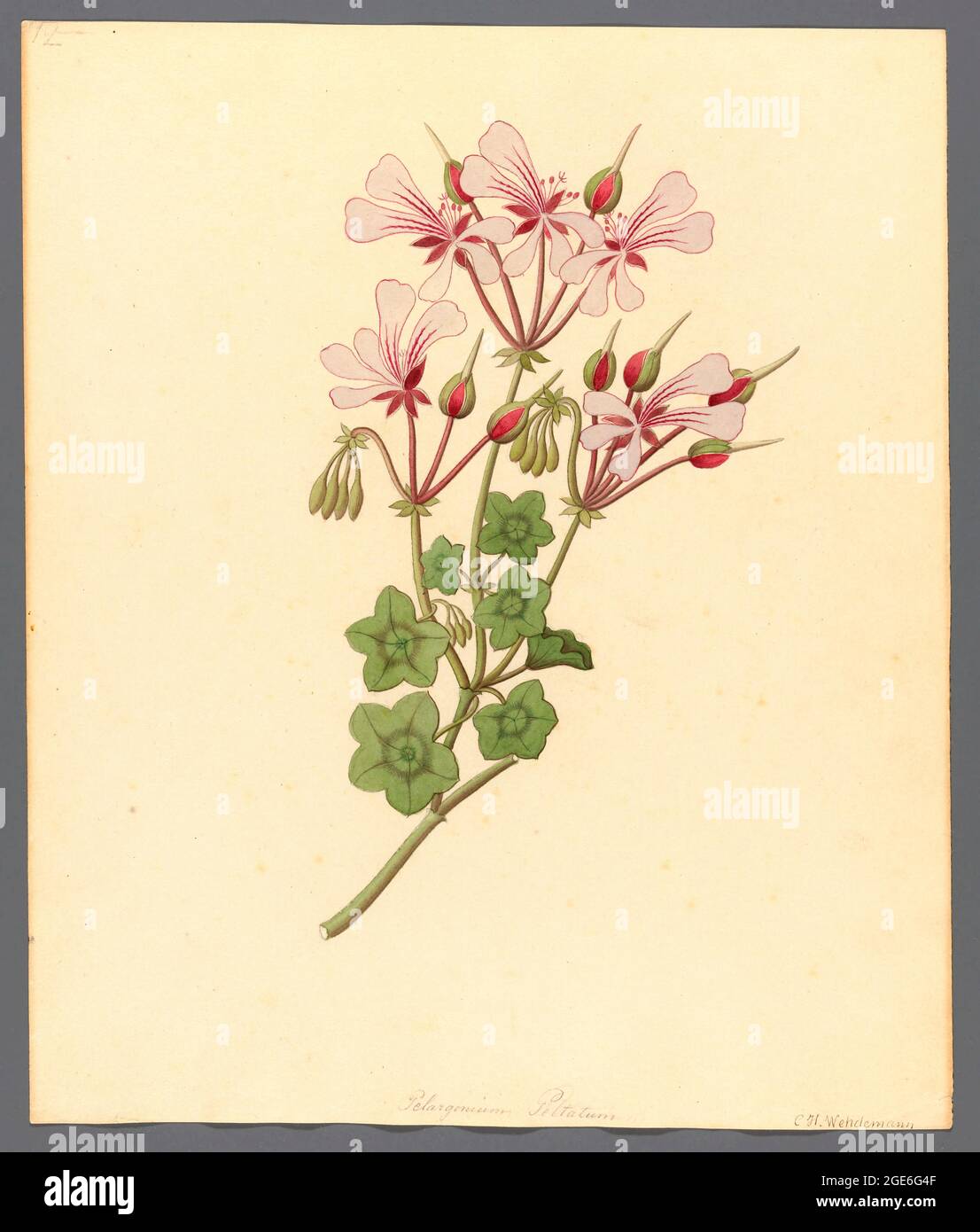 Pelargonium peltatum (1817) the ivy-leaved pelargonium and cascading geranium from a collection of ' Drawings of plants collected at Cape Town ' by Clemenz Heinrich, Wehdemann, 1762-1835 Collected and drawn in the Cape Colony, South Africa Stock Photo