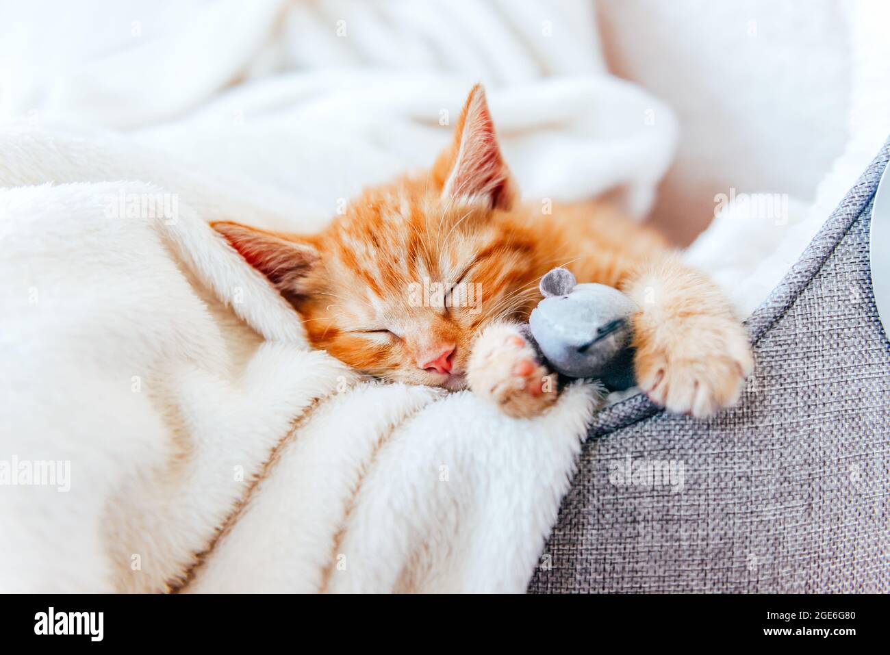 Cute ginger kitten sleeps Stock Photo - Alamy
