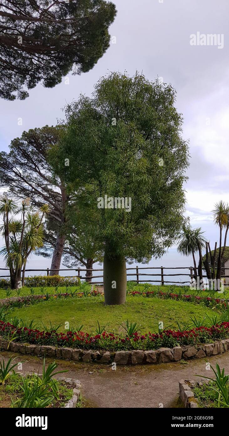 Beautiful tree from the garden of Villa Rufolo, Ravello, Amalfi Coast, Campania, Italy Stock Photo