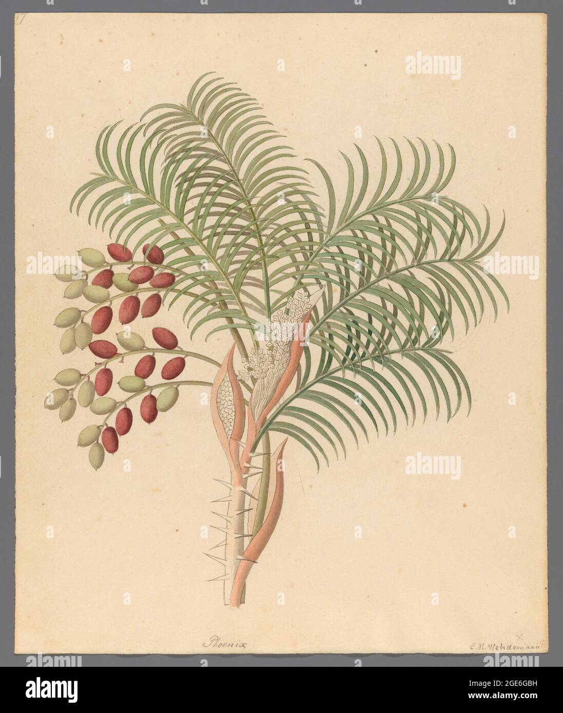 Phoenix [Phoenix reclinata]  wild date palm or Senegal date palm, from a collection of ' Drawings of plants collected at Cape Town ' by Clemenz Heinrich, Wehdemann, 1762-1835 Collected and drawn in the Cape Colony, South Africa Stock Photo
