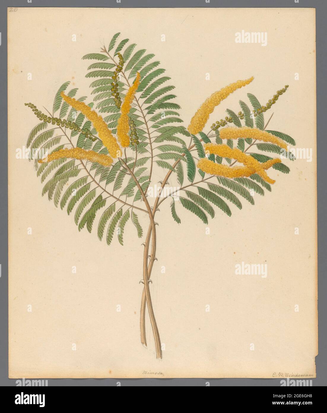 Mimosa [Acacia caffra] (1817) from a collection of ' Drawings of plants collected at Cape Town ' by Clemenz Heinrich, Wehdemann, 1762-1835 Collected and drawn in the Cape Colony, South Africa Stock Photo