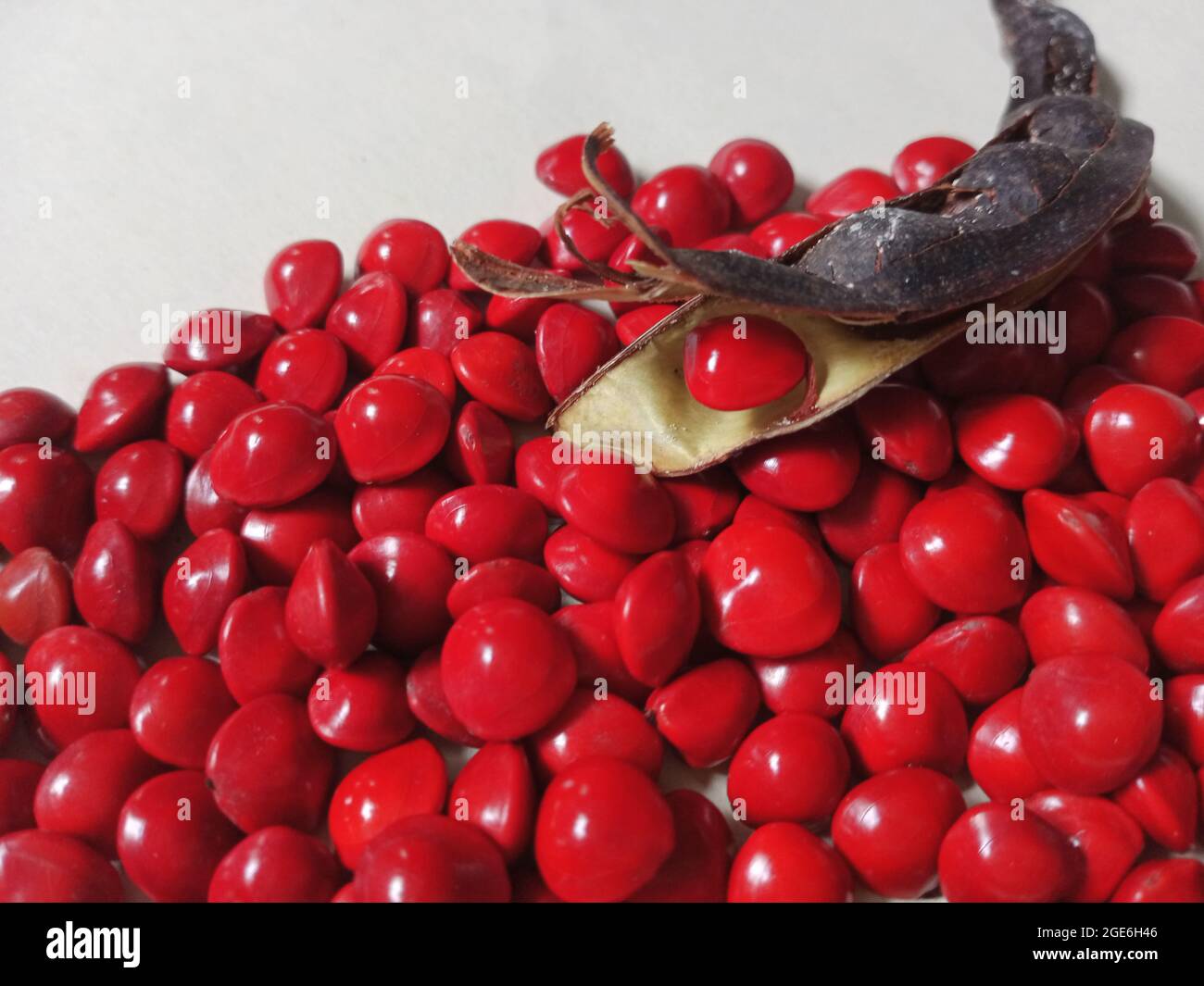 Bright red Saga Seed/Acacia beans Stock Photo
