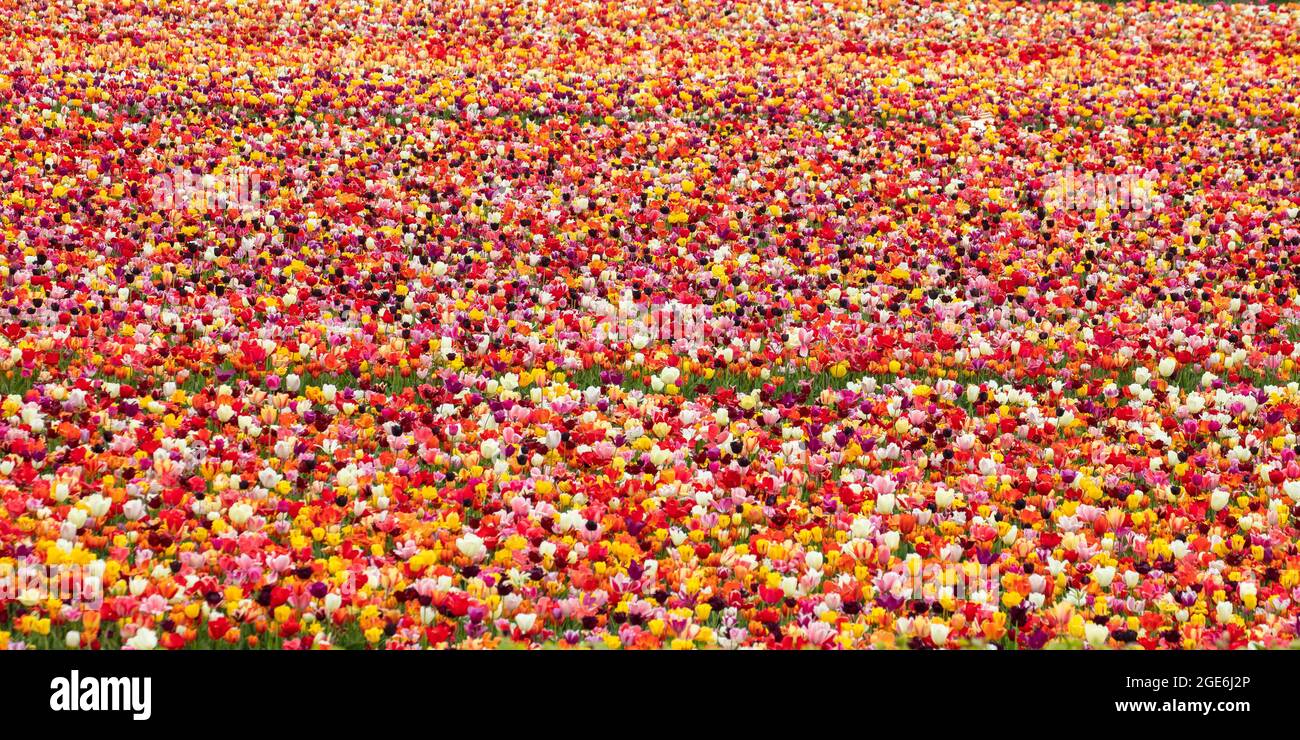 The Netherlands, Noordwijkerhout, Tulips, tulip fields. Stock Photo