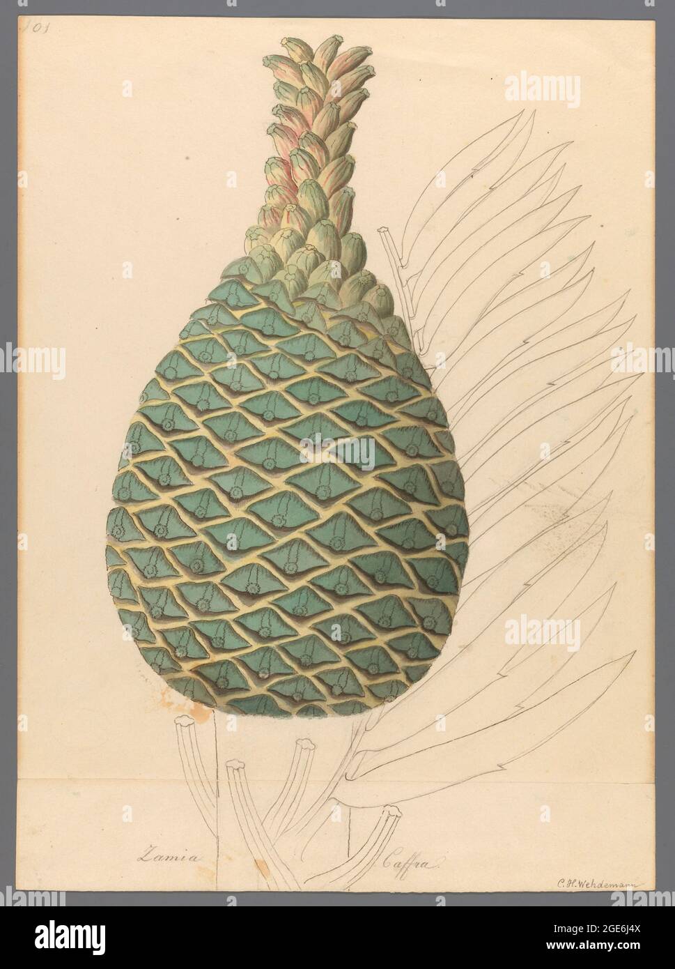 Zamia caffra [Encephalartos altensteinii female cone] (1817) commonly known as the breadtree, broodboom, Eastern Cape giant cycad or uJobane from a collection of ' Drawings of plants collected at Cape Town ' by Clemenz Heinrich, Wehdemann, 1762-1835 Collected and drawn in the Cape Colony, South Africa Stock Photo