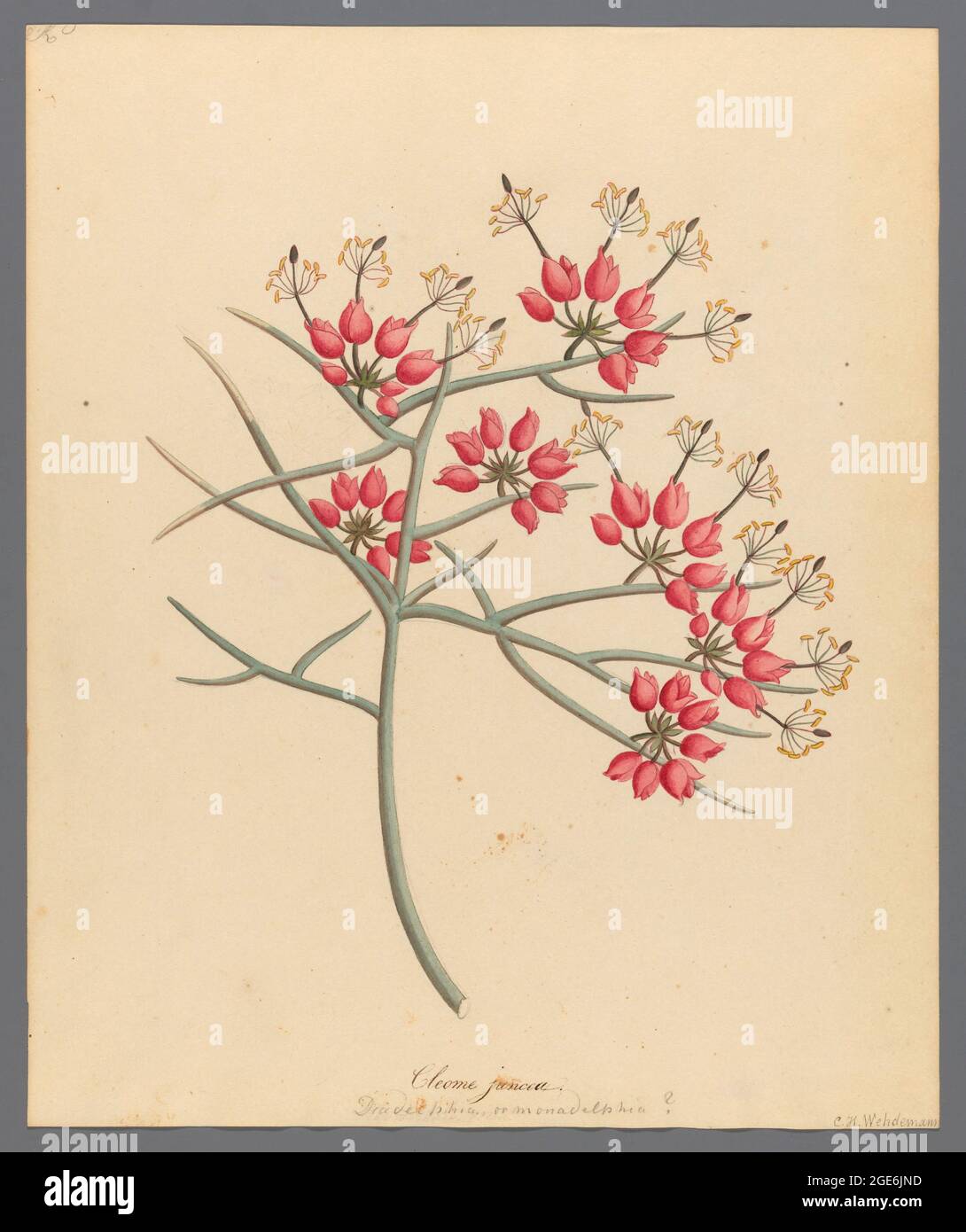 Cleome juncea. [Cadaba aphylla] (1817) from a collection of ' Drawings of plants collected at Cape Town ' by Clemenz Heinrich, Wehdemann, 1762-1835 Collected and drawn in the Cape Colony, South Africa Stock Photo