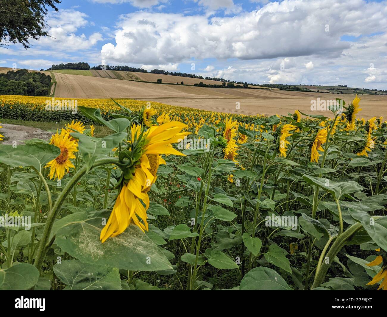 Sunflowers ready for harvest hires stock photography and images Alamy
