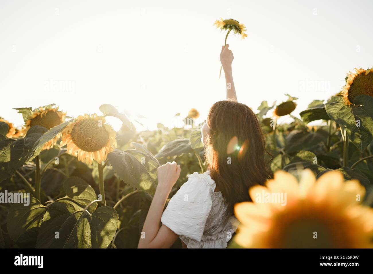 Portrait of beautiful young woman in a field of sunflowers Stock Photo ...