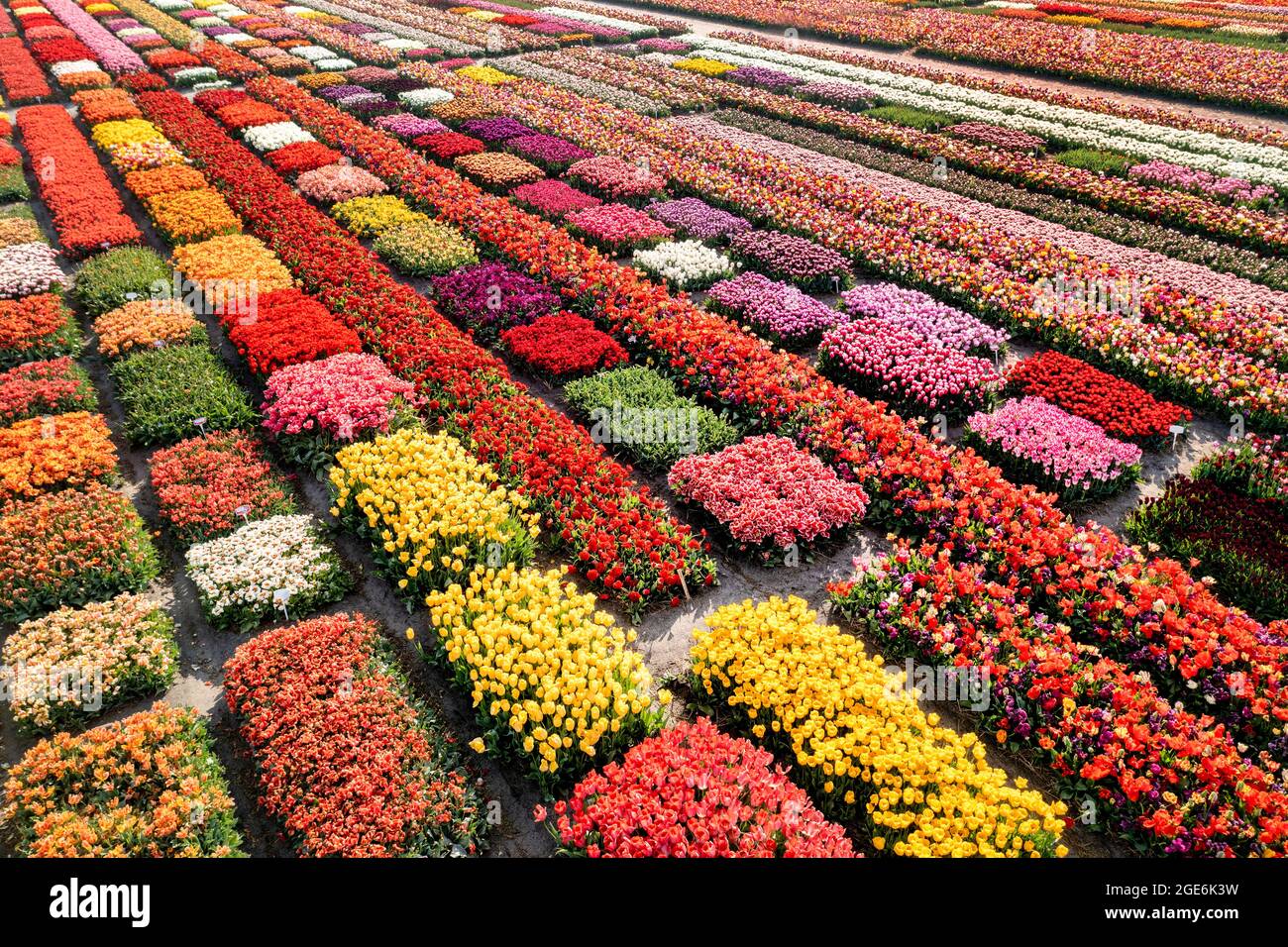 The Netherlands, Noordwijkerhout, Tulips, tulip fields. Aerial. Stock Photo
