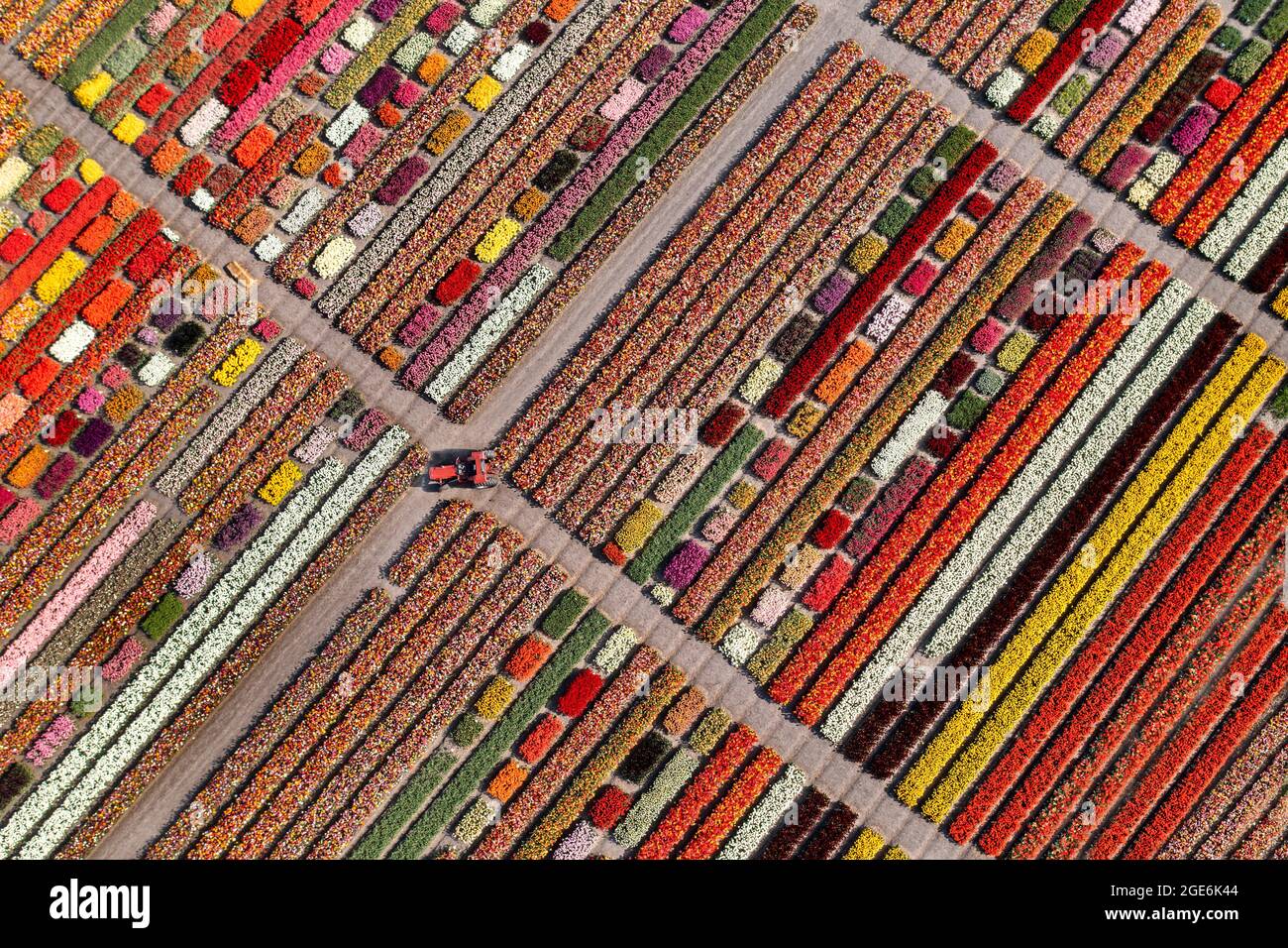 The Netherlands, Noordwijkerhout, Tulips, tulip fields. Aerial. Stock Photo