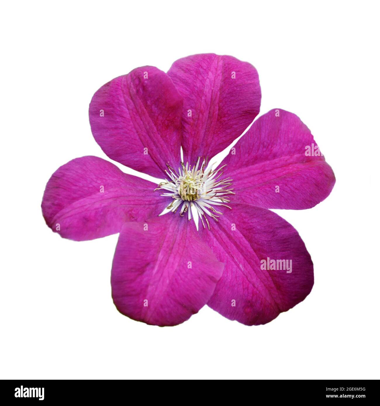 Pink clematis isolated on white background Stock Photo
