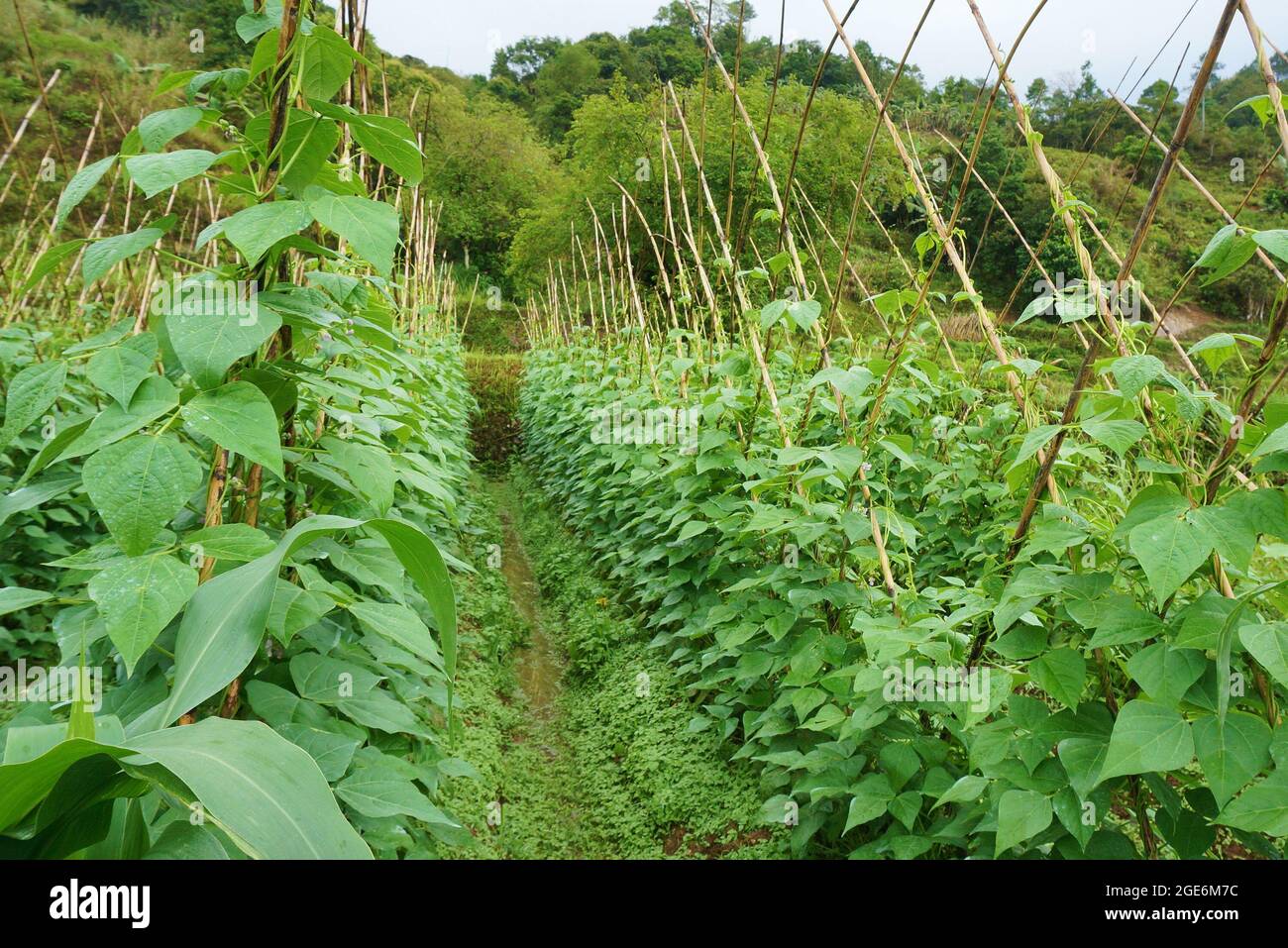 An example of long green bean legumes traditional farm in Benguet, Philippines, Southeast Asia. Stock Photo