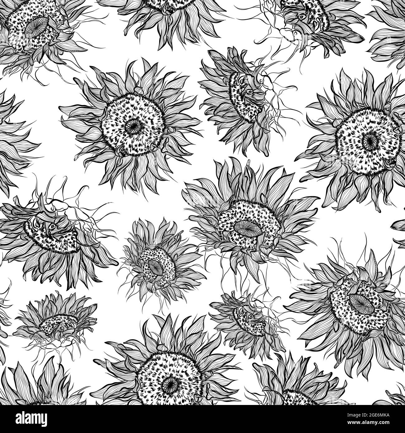 Illustration of sunflowers Black and White Stock Photos & Images - Alamy