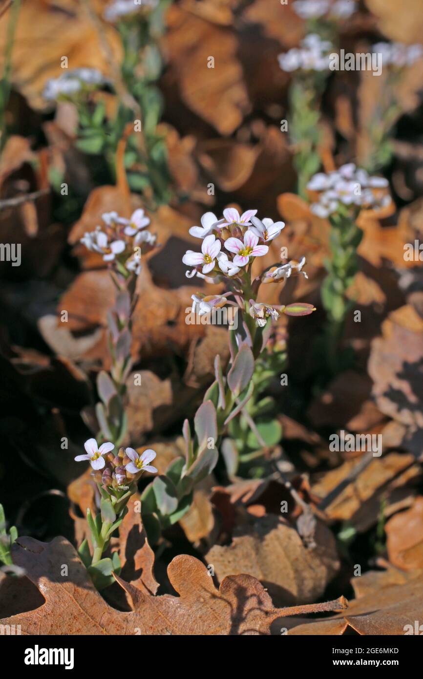 Aethionema saxatile, Brassicaceae. Wild plant shot in spring. Stock Photo