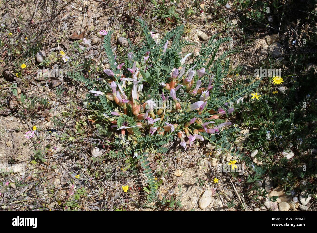 Astragalus physocalyx, Fabaceae. Wild plant shot in spring. Stock Photo