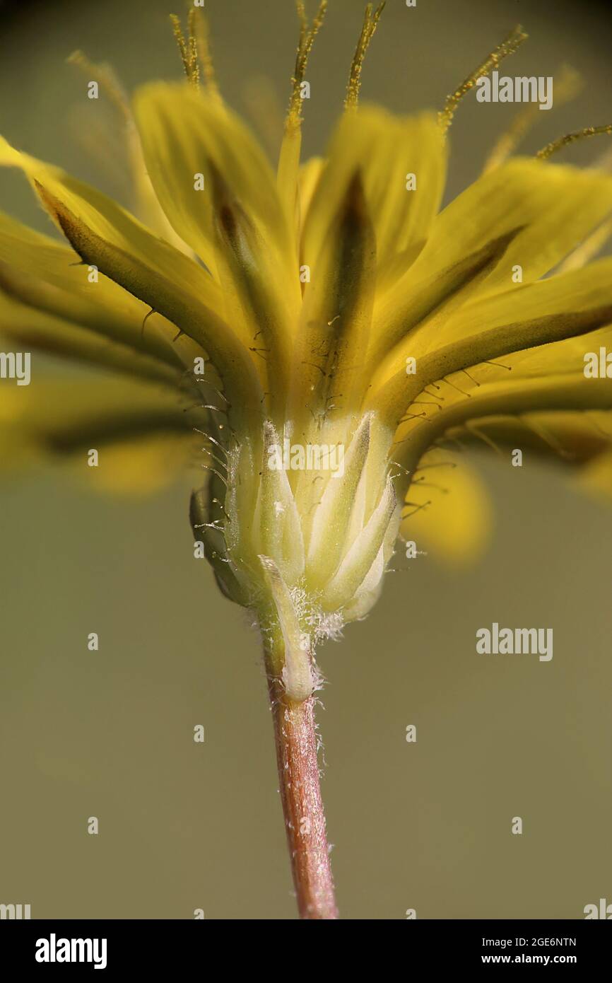 Crepis sancta, Compositae. Wild plant shot in spring. Stock Photo