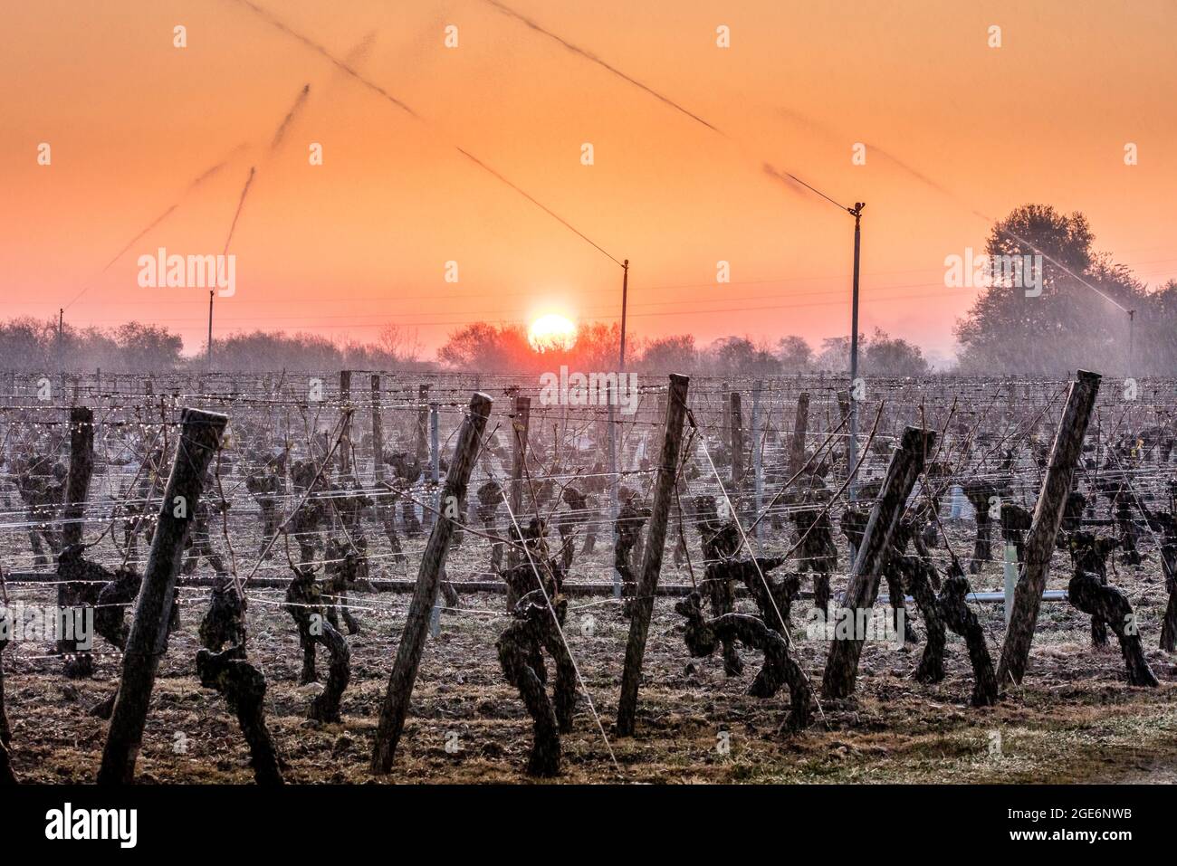 Saint Nicolas de Bourgueil (north western France): fight against spring frost in the vineyards of the Loire Valley. To fight against the cold snap and Stock Photo