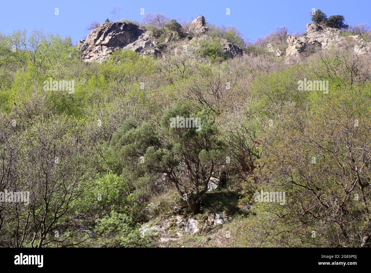 Juniperus excelsa, Cupressaceae. Wild plant shot in spring. Stock Photo
