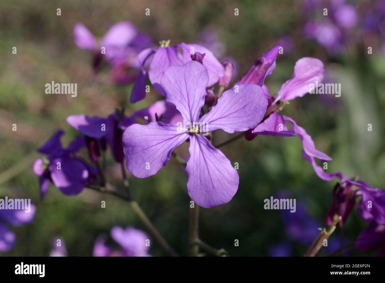 Lunaria annua, Brassicaceae. Wild plant shot in spring. Stock Photo