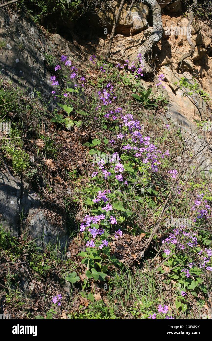Lunaria annua, Brassicaceae. Wild plant shot in spring. Stock Photo