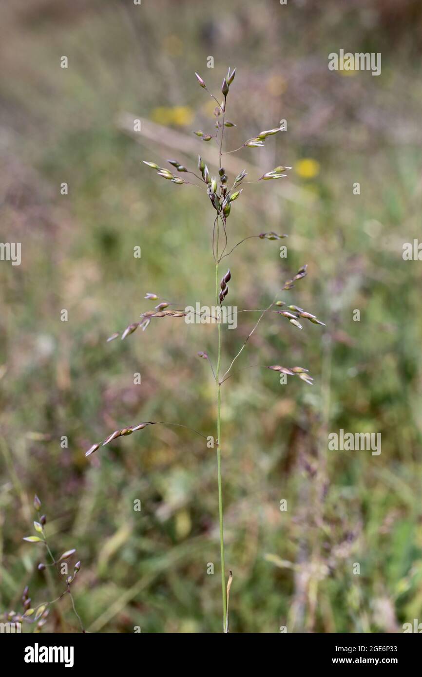 Milium vernale, Poaceae. Wild plant shot in spring. Stock Photo