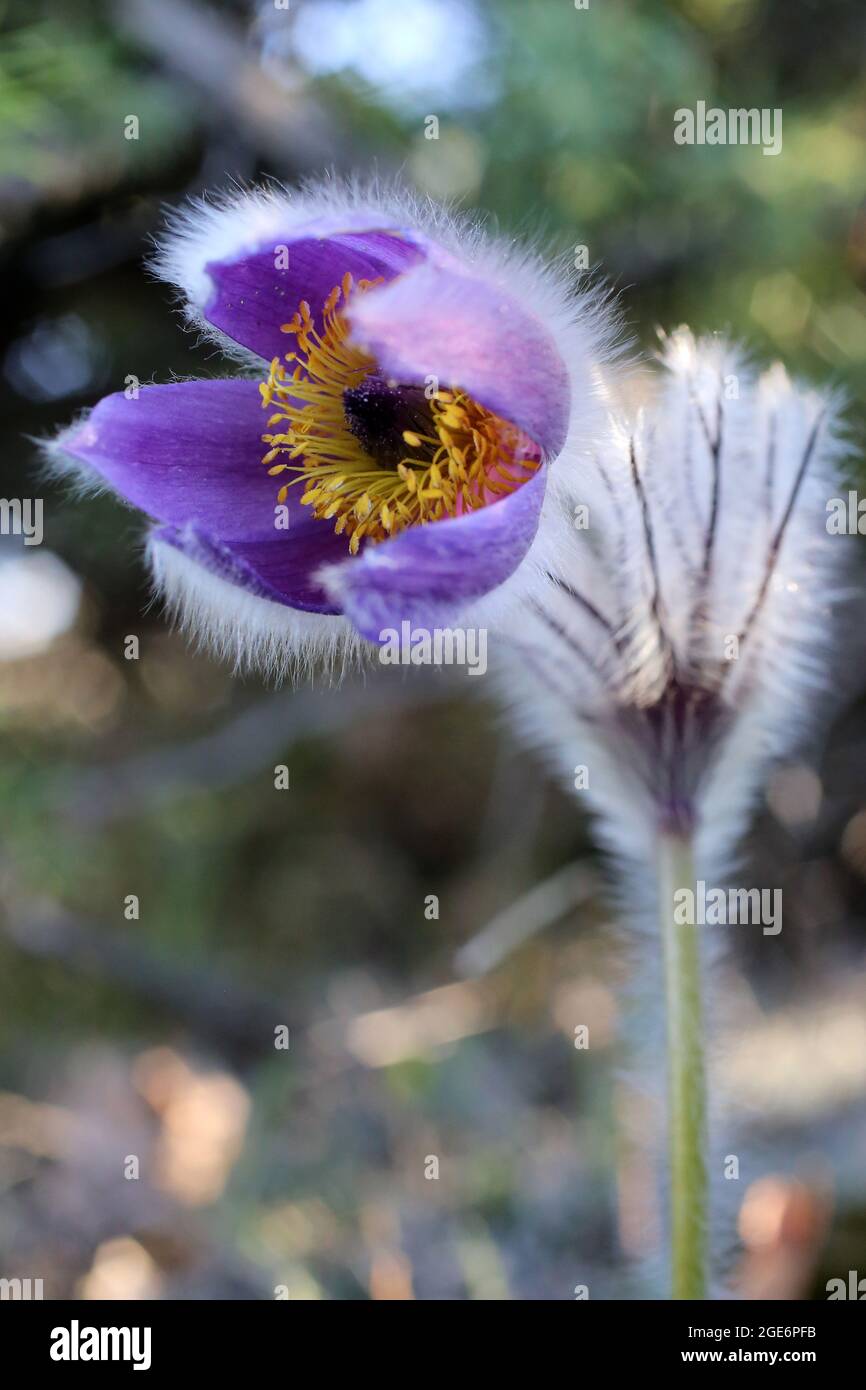 Pulsatilla slaviankae, Ranunculaceae. Wild plant shot in spring. Stock Photo
