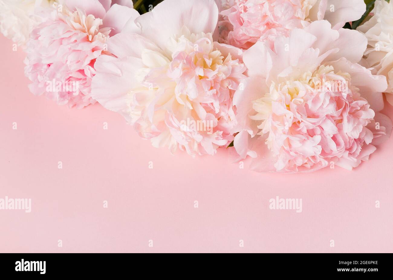 Festive flower pink peony composition on the pink background. Overhead top view, flat lay. Copy space. Stock Photo