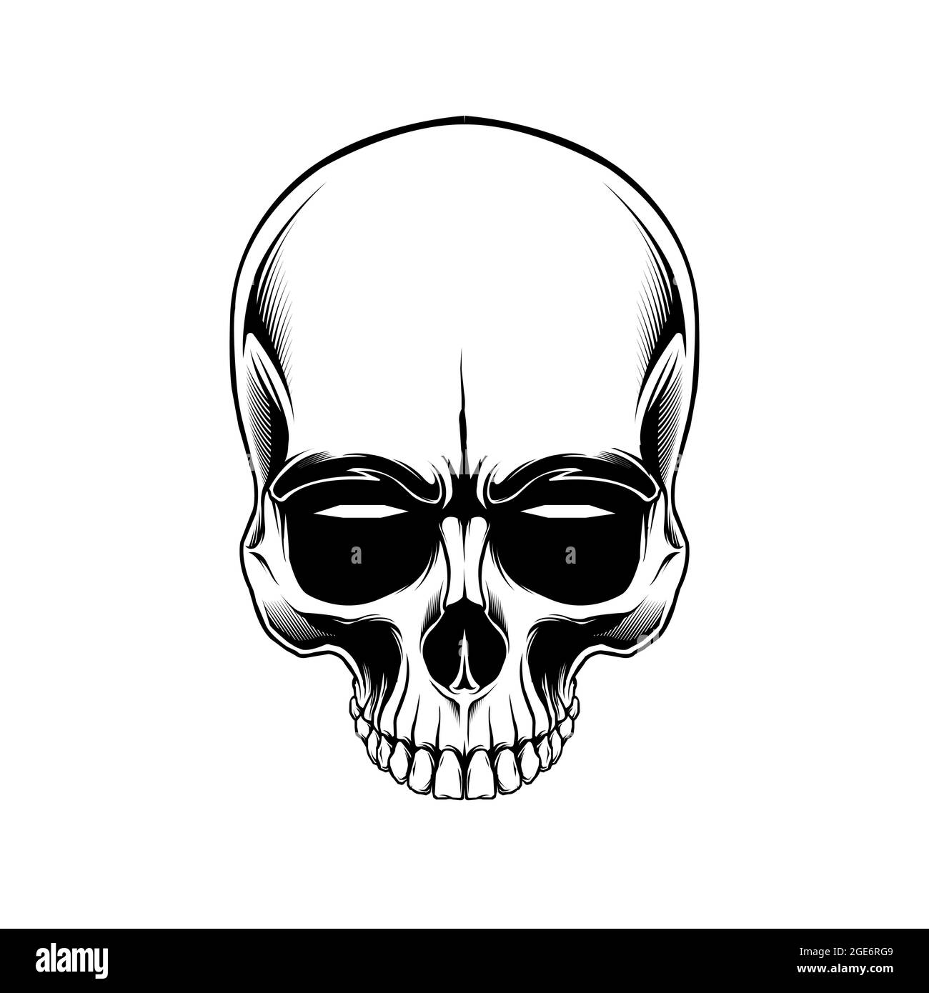 clip art anatomy skull in beground white Stock Vector Image & Art - Alamy