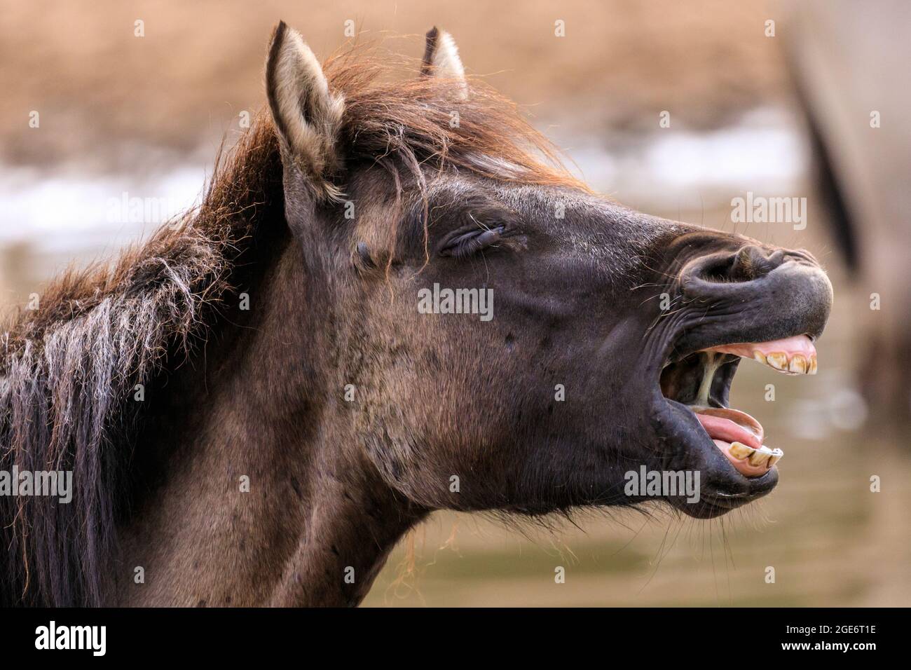 Horse yawning, close up, Dülmen wild ponies (also called The Dülmener