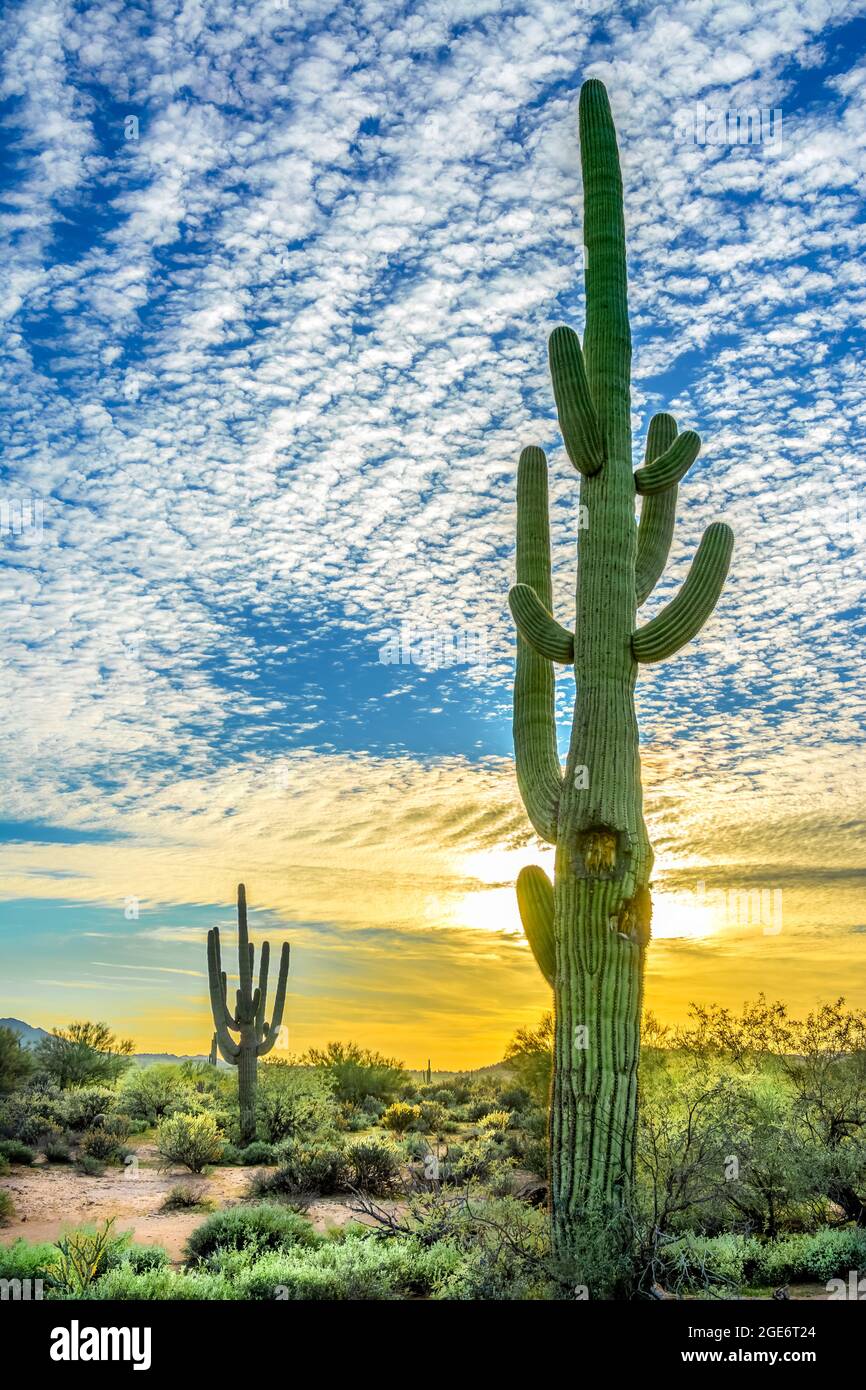 Sonoran Desert Sunset Arizona Stock Photo - Alamy