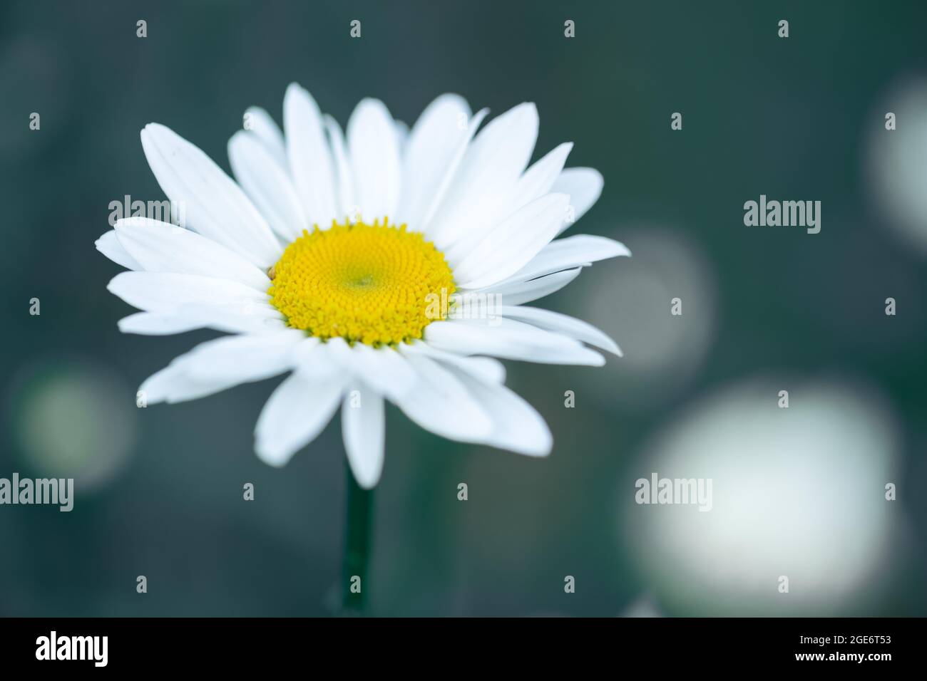 Wild camomile blossoming - macro shot of a flower. Nature background Stock Photo