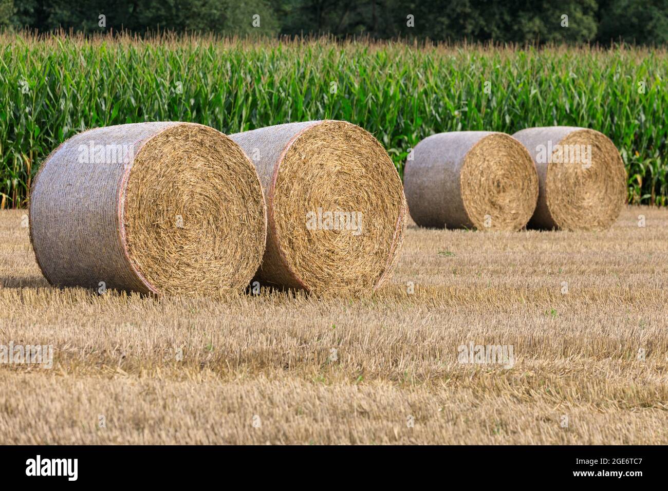 Hay bales in farm field during harvest, round straw bales,  Münsterland countryside, North Rhine-Westphalia, Germany Stock Photo