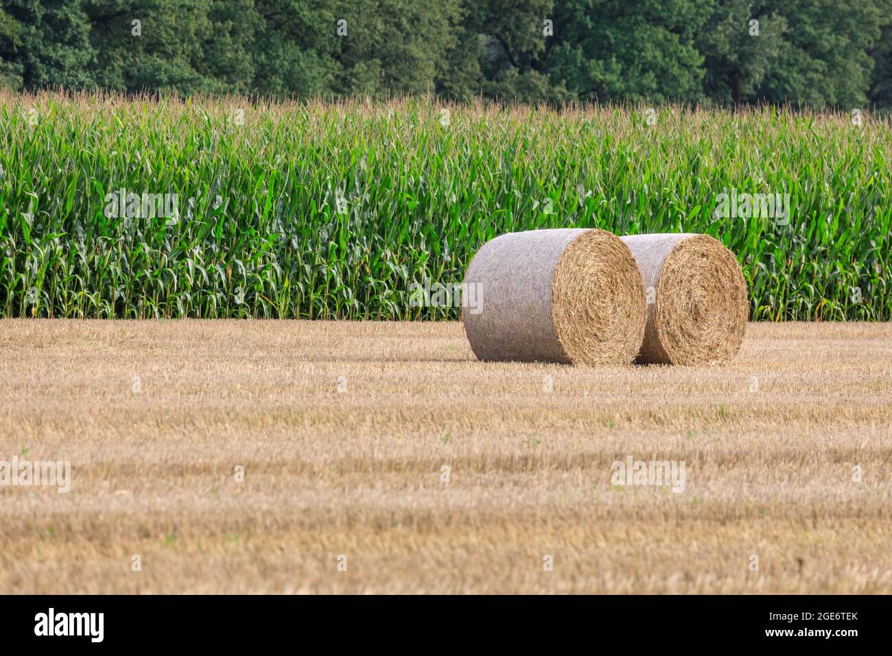 Hay bales in farm field during harvest, round straw bales,  Münsterland countryside, North Rhine-Westphalia, Germany Stock Photo
