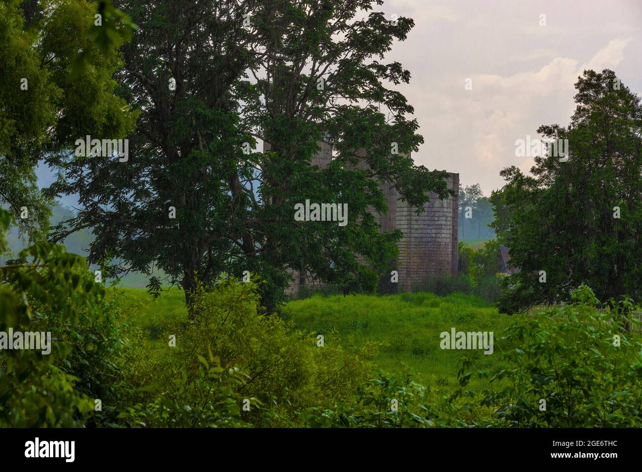 Rain falls on this lush landscape of plants and trees with three silo towers. Stock Photo