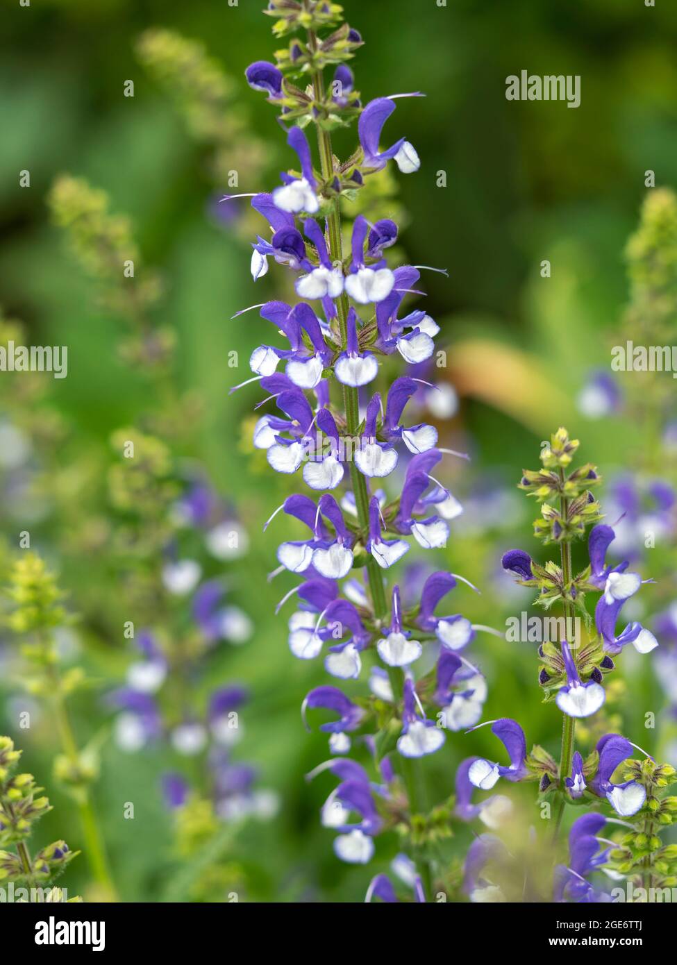 Blue and white flower spike of Salvia farinacea Stock Photo