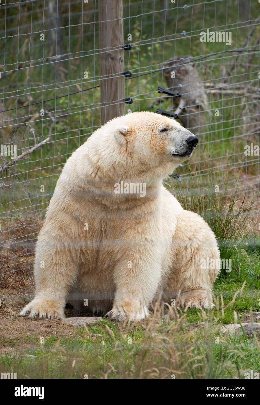 A female Polar bear at Highland Wildlife Park and zoo near Kingussie, Highland, Scotland. The park is located within the Cairngorms National Park. Stock Photo