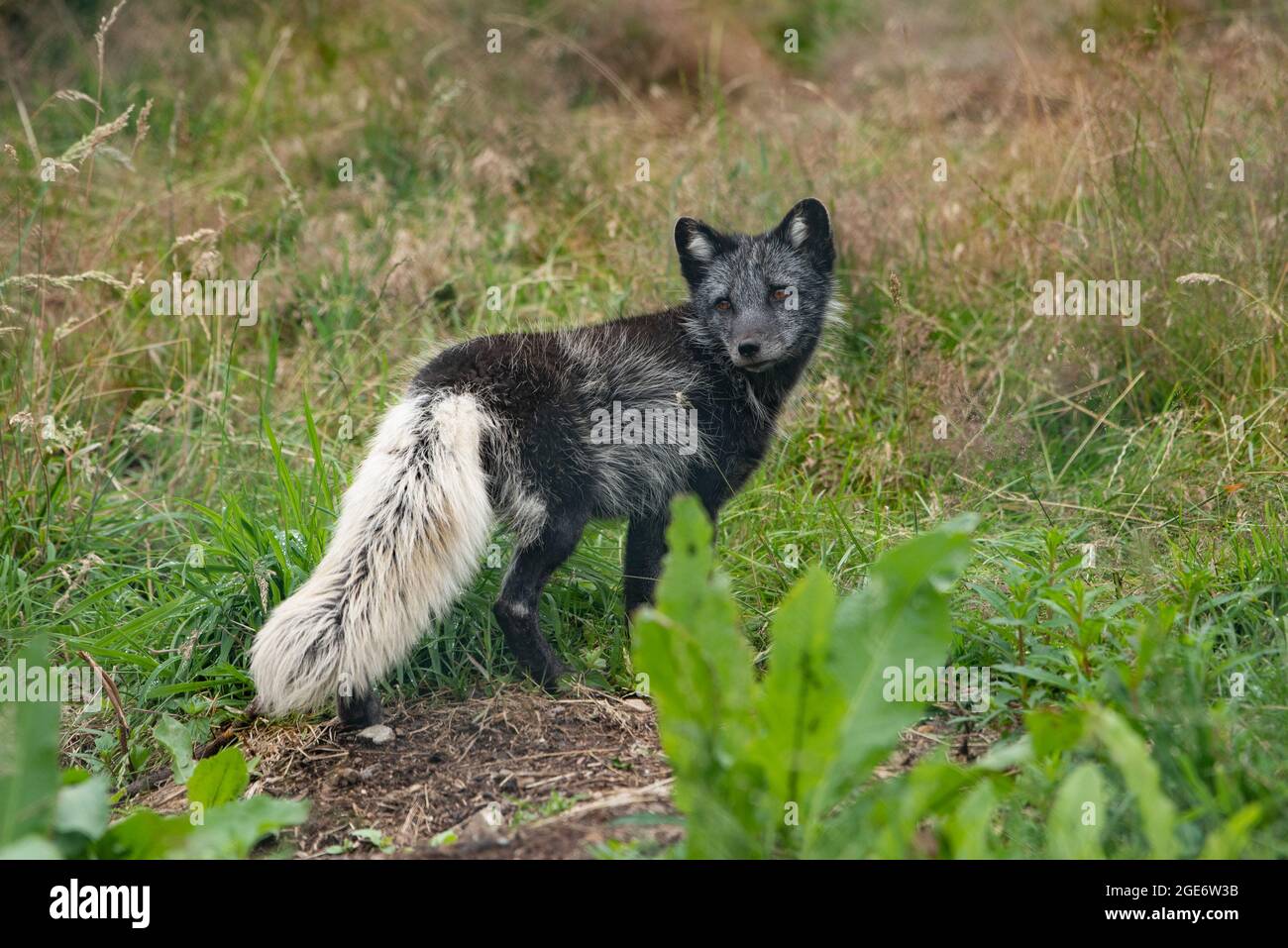 An Arctic fox at Highland Wildlife Park and zoo near Kingussie, Highland, Scotland. The park is located within the Cairngorms National Park. Stock Photo
