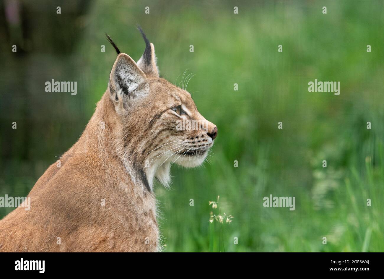 A Eurasian lynx at Highland Wildlife Park and zoo near Kingussie, Highland, Scotland. The park is located within the Cairngorms National Park. Stock Photo