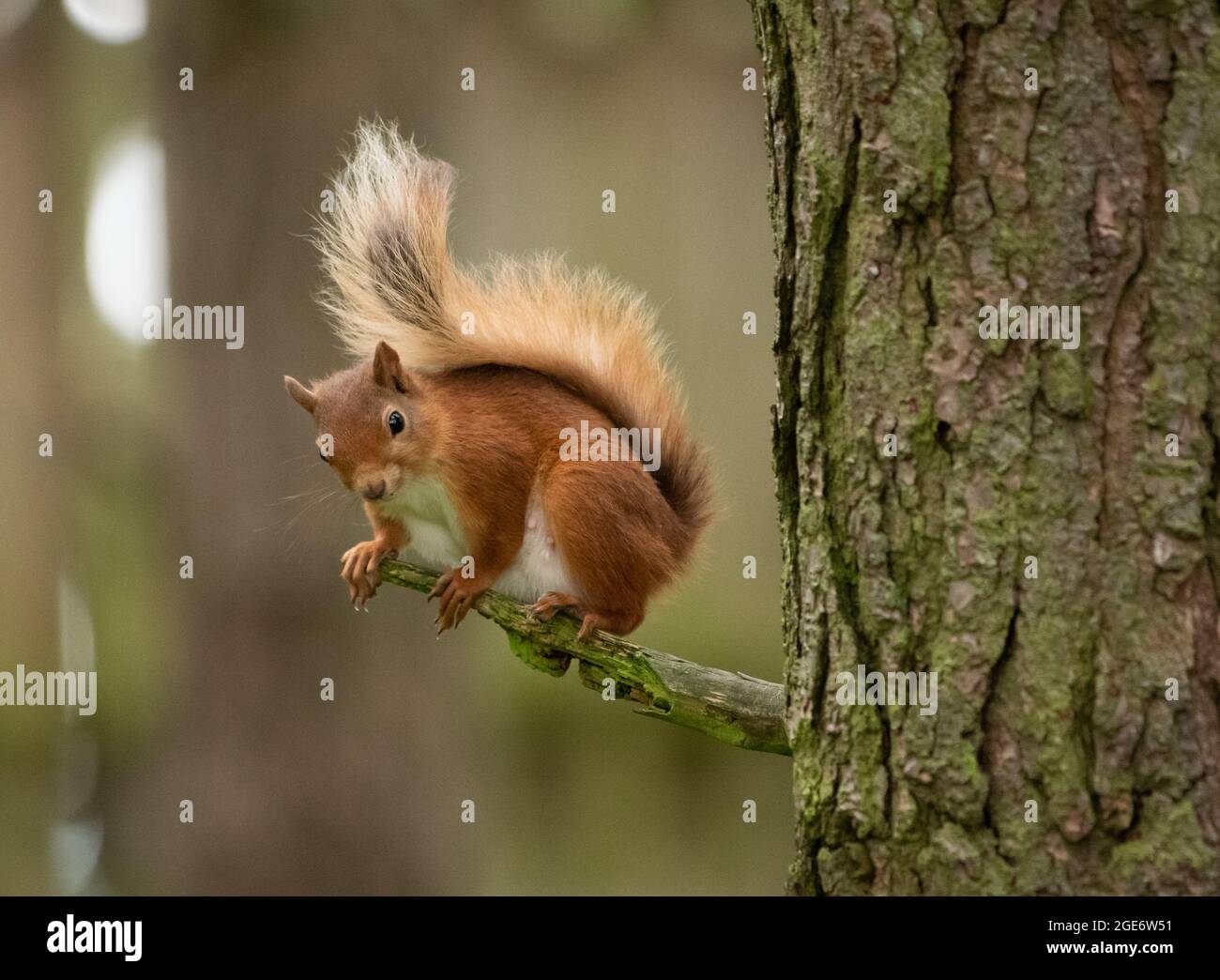 A Red squirrel at Highland Wildlife Park and zoo near Kingussie, Highland, Scotland. The park is located within the Cairngorms National Park. Stock Photo