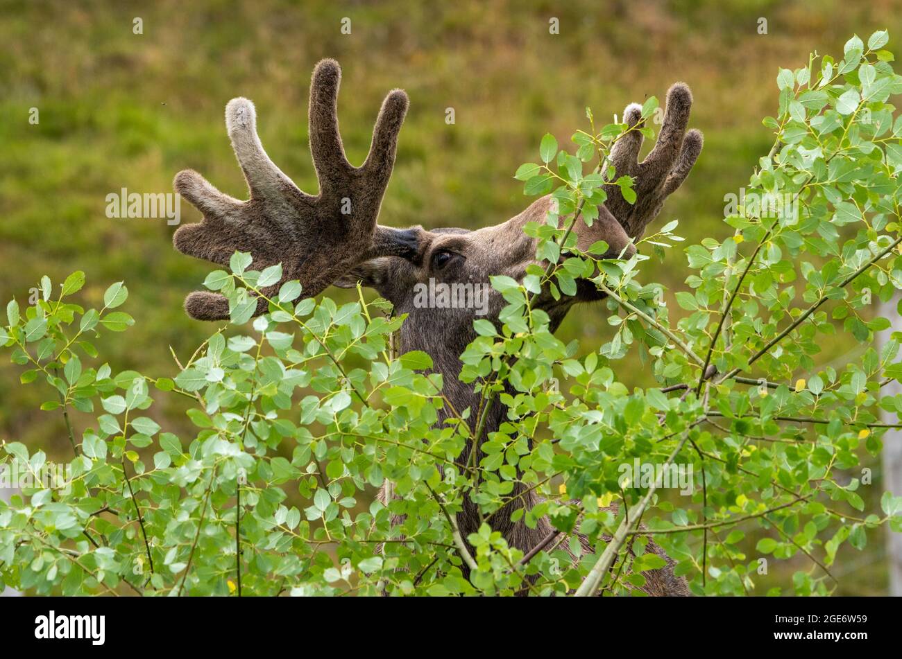A European elk at Highland Wildlife Park and zoo near Kingussie, Highland, Scotland. The park is located within the Cairngorms National Park. Stock Photo
