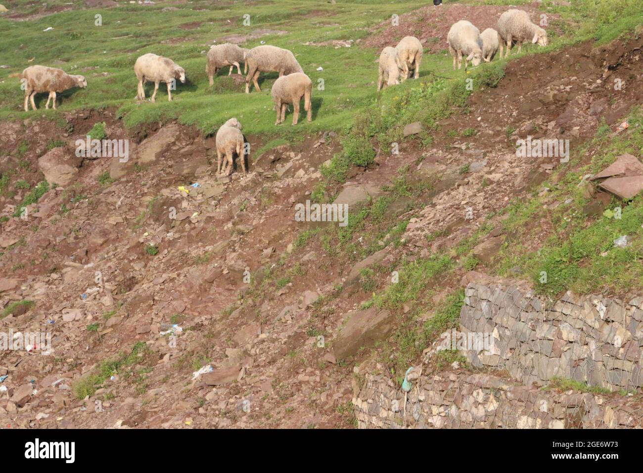 flock with sheep grazing in a meadow in the mountains Stock Photo - Alamy
