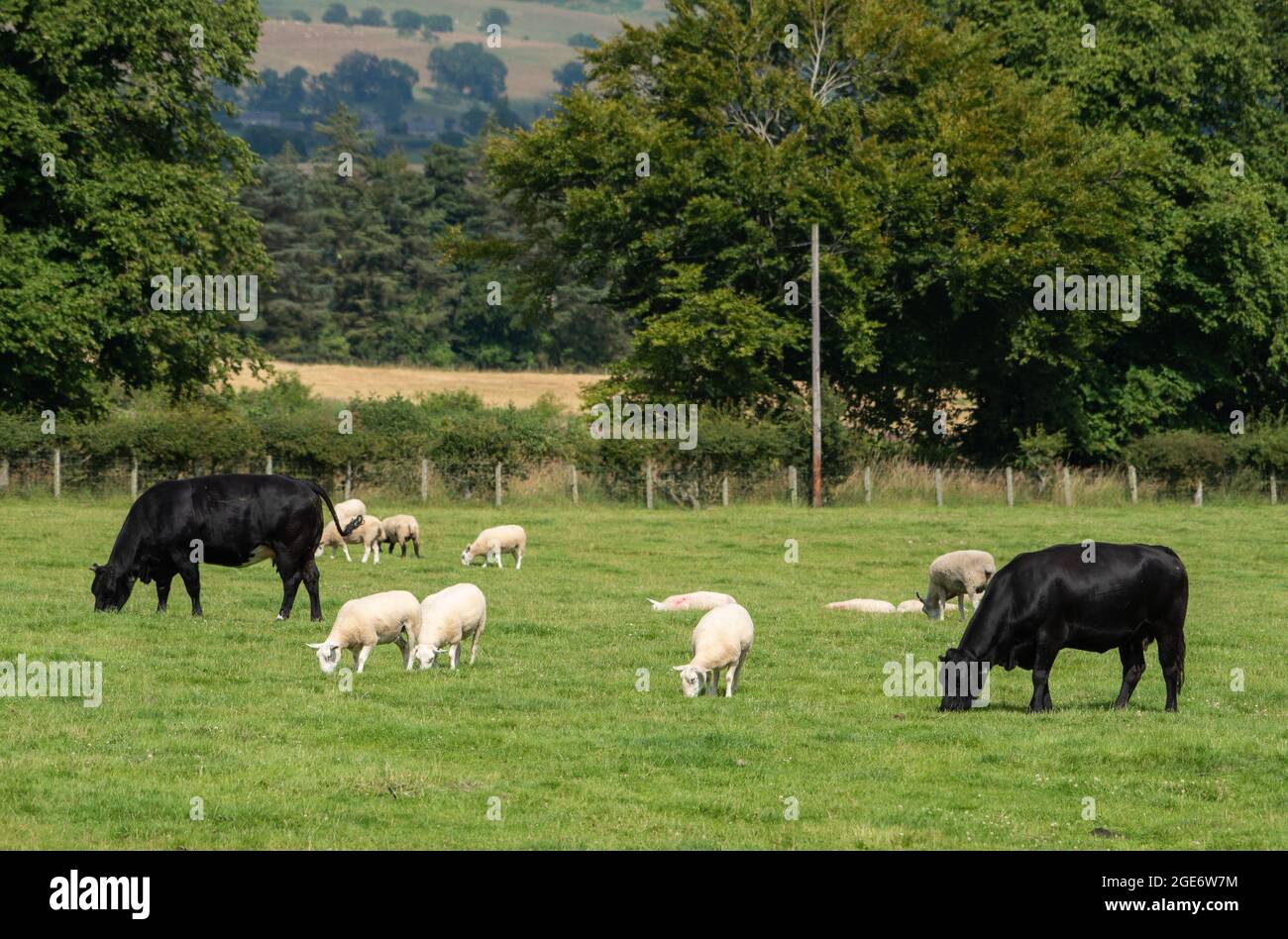 Sheep grazing with beef cattle, Northumberland, UK Stock Photo