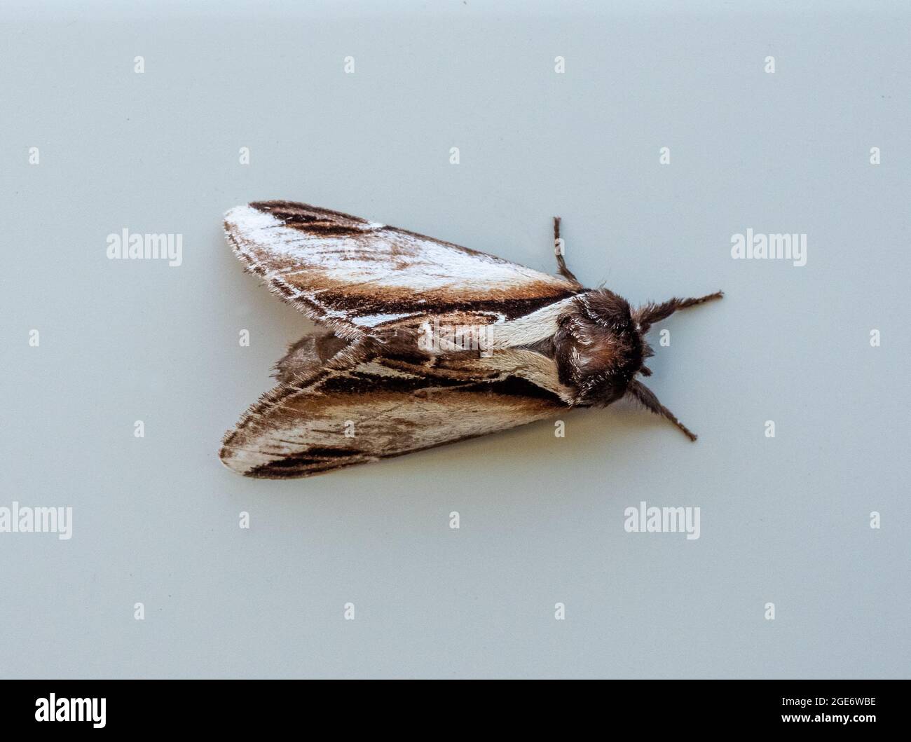 A Lesser Swallow Prominent moth, Arnside, Milnthorpe, Cumbria, UK Stock Photo