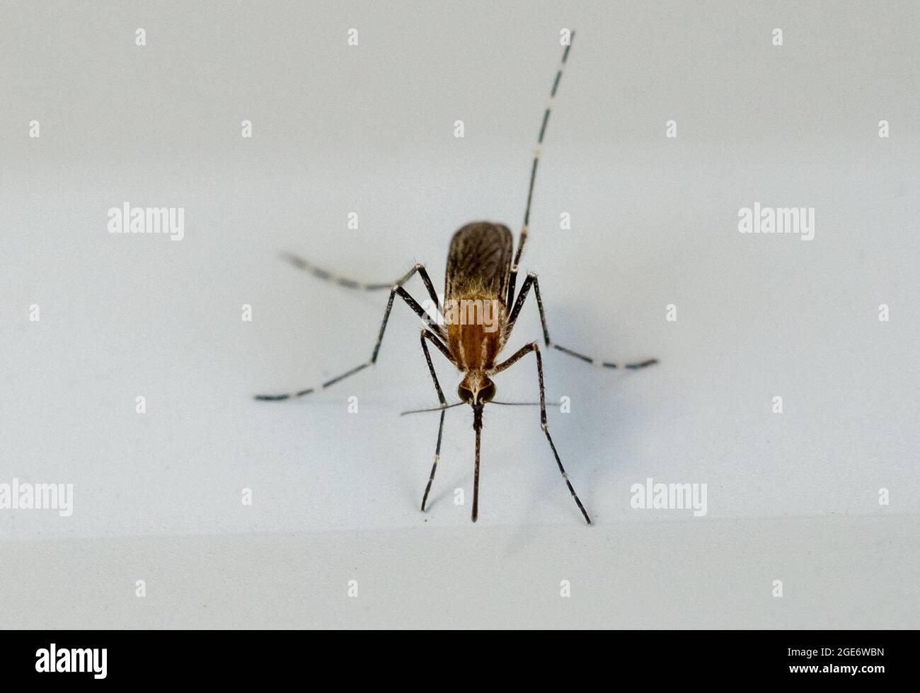 A Banded house mosquito, Arnside, Milnthorpe, Cumbria, UK Stock Photo