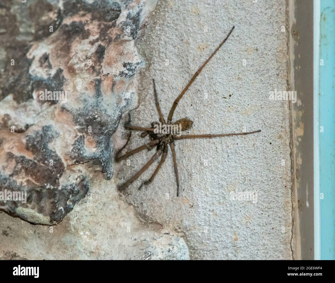 Giant house spider at RSPB's Leighton Moss Nature Reserve, Silverdale, Lancashire, UK Stock Photo