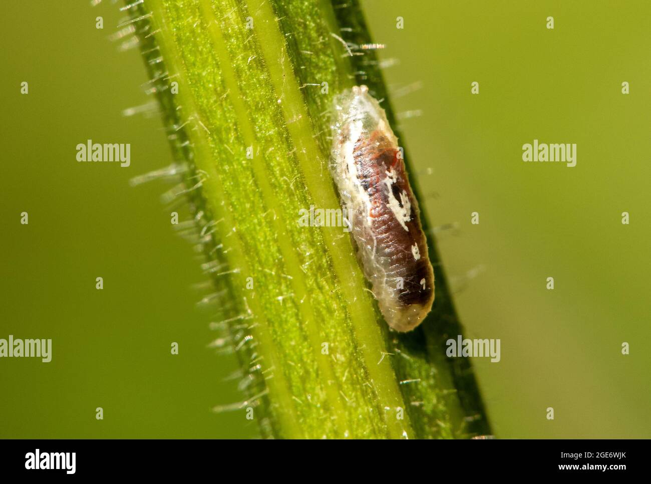 A hoverfly larvae in a garden, Chipping, Preston, Lancashire, UK Stock Photo