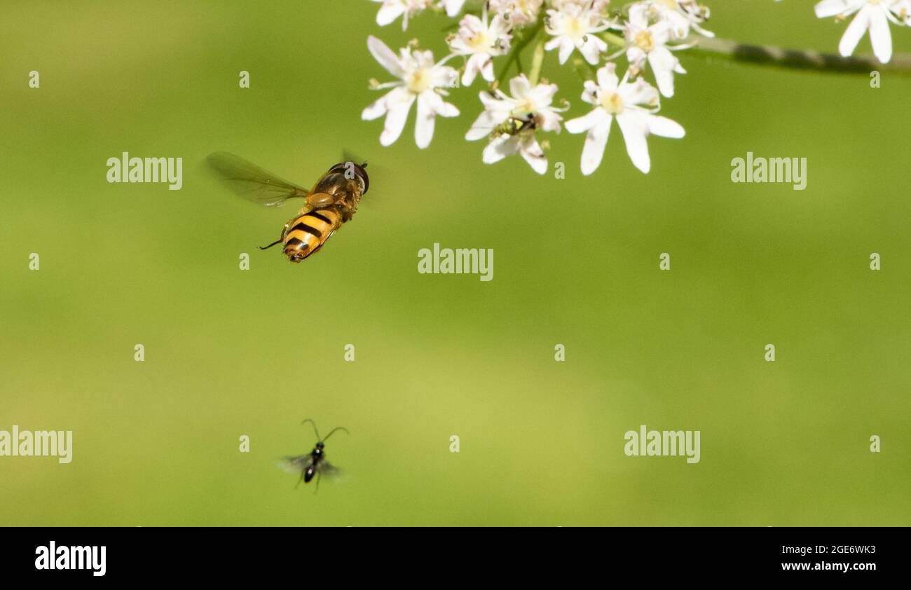 A hover fly in flight, Chipping, Preston, Lancashire, UK Stock Photo